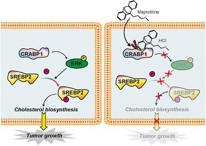 Maprotiline Suppresses Cholesterol Biosynthesis and Hepatocellular Carcinoma Progression Through Direct Targeting of CRABP1